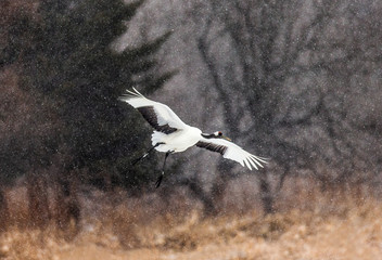 Japanese crane in flight. Japan. Hokkaido. Tsurui.