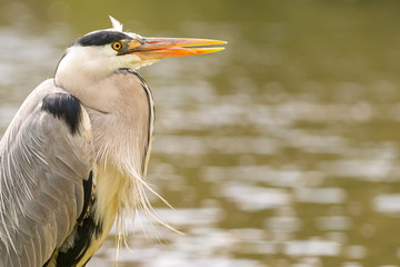 Heron by the water waiting for prey to eat, Dutch wildlife photography, bird photo, Dutch nature The herons are long-legged freshwater and coastal birds in the family Ardeidae