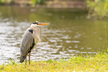 Heron by the water waiting for prey to eat, Dutch wildlife photography, bird photo, Dutch nature The herons are long-legged freshwater and coastal birds in the family Ardeidae