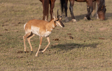 Naklejka na ściany i meble Pronghorn Antelope Buck in the Utah Desert
