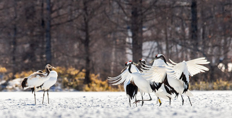 Japanese Cranes are dancing on the snow. Japan. Hokkaido. Tsurui.  