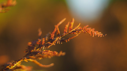 Feuille de fougère incandescente, belles tonalités cuivrées typique de l'heure dorée
