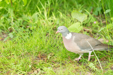 City pigeon walks through the park, Dutch wildlife photography, bird photo, Dutch nature