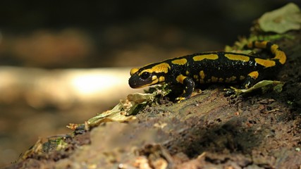 Feuersalamander (Salamandra salamandra) im Nationalpark Kellerwald