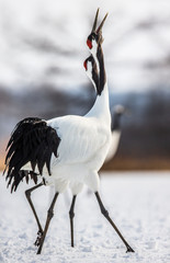 Two Japanese cranes are walking together in the snow and scream mating sounds. Japan. Hokkaido. Tsurui.  