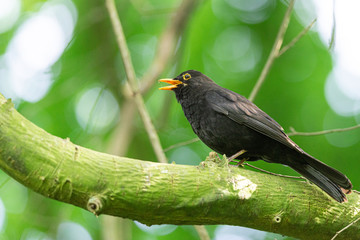 Male blackbird is singing on a branch in the tree, Dutch wildlife photography, bird photo, Dutch nature