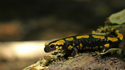 Feuersalamander (Salamandra salamandra) im Nationalpark Kellerwald