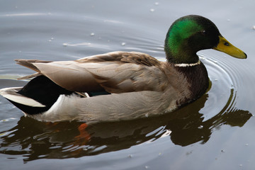 Male duck swims in the water, Dutch wildlife photography, bird photo, Dutch nature, Anatidae