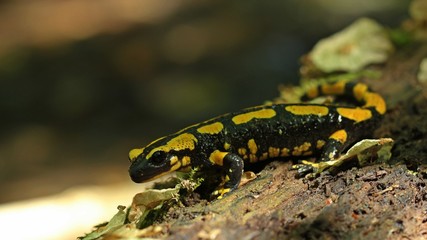 Feuersalamander (Salamandra salamandra) im Nationalpark Kellerwald