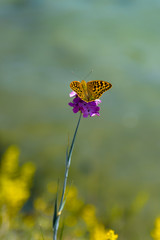 orange butterfly "field mother of pearl" sits on a purple flower on a green background