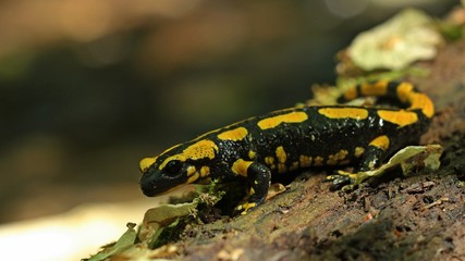 Feuersalamander (Salamandra salamandra) im Nationalpark Kellerwald