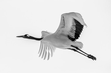 Japanese crane in flight. Japan. Hokkaido. Tsurui.