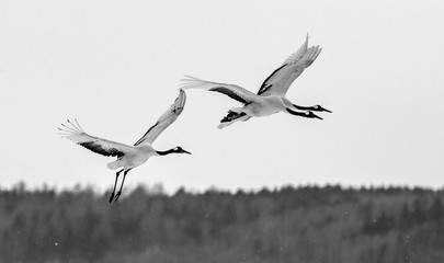 Two Japanese Cranes in flight. Japan. Hokkaido. Tsurui.  