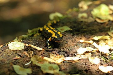 Feuersalamander (Salamandra salamandra) im Nationalpark Kellerwald