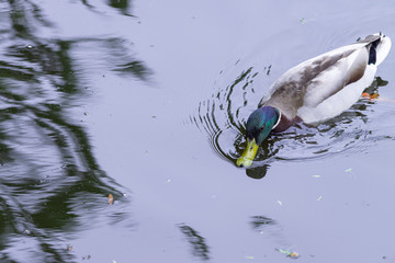Male duck swims in the water, Dutch wildlife photography, bird photo, Dutch nature, Anatidae