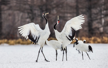 Two Japanese Cranes are dancing on the snow. Japan. Hokkaido. Tsurui.