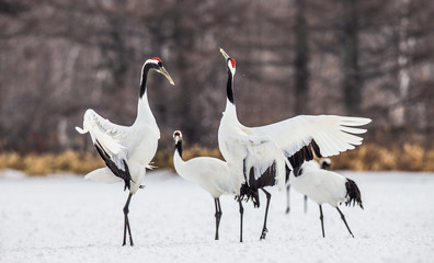 Two Japanese Cranes are dancing on the snow. Japan. Hokkaido. Tsurui.