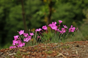 Blühende Pfingstnelken (Dianthus gratianopolitanus) im Kellerwald
