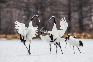 Fototapete Kraniche Two Japanese Cranes are dancing on the snow. Japan. Hokkaido. Tsurui.  © gudkovandrey