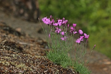 Blühende Pfingstnelken (Dianthus gratianopolitanus) im Kellerwald