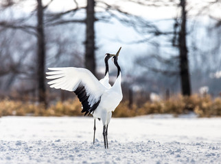 Obraz premium Two Japanese Cranes are dancing on the snow. Japan. Hokkaido. Tsurui. 