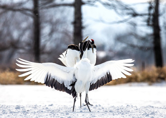 Two Japanese Cranes are dancing on the snow. Japan. Hokkaido. Tsurui.  