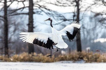Japanese crane performs mating dance in the snow. Jumps high. Japan. Hokkaido. Tsurui.