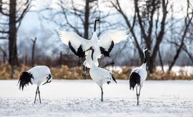 Japanese crane performs mating dance in the snow. Jumps high. Japan. Hokkaido. Tsurui.