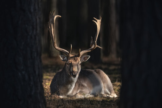 Perfect European Fallow Deer ( Dama Dama ) From Belovezhskaya Pushcha.
Brown-Eyed Deer With Beautifully Shaped Horns In The Center Of The Light Spot,  Art Photography From Wildlife