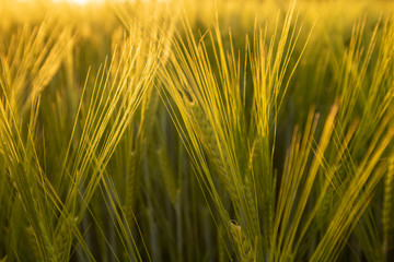 Wheat field close up photo, filmed at sunset, near town of Samobor