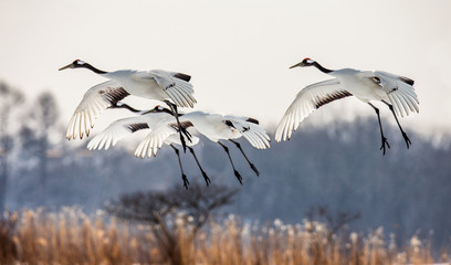 Group of Japanese cranes in flight. Japan. Hokkaido. Tsurui.