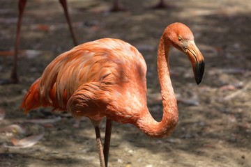 close up of a flamingo