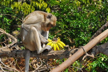 Monkey holds bunch of banana 