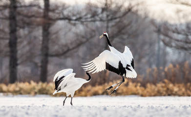 Two Japanese Cranes are dancing on the snow. Japan. Hokkaido. Tsurui.  