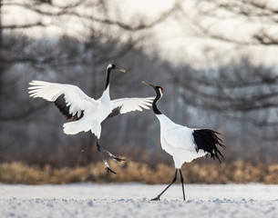 Obraz na płótnie Canvas Two Japanese Cranes are dancing on the snow. Japan. Hokkaido. Tsurui. 