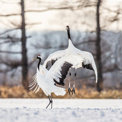 Two Japanese Cranes are dancing on the snow. Japan. Hokkaido. Tsurui. 