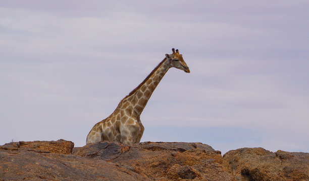Giraffen im Haweqwa Naturschutzgebiet S&uuml;dafrika