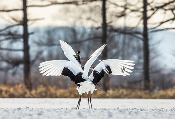Two Japanese Cranes are dancing on the snow. Japan. Hokkaido. Tsurui. 