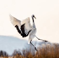 Obraz premium Japanese crane performs mating dance in the snow. Jumps high. Japan. Hokkaido. Tsurui.