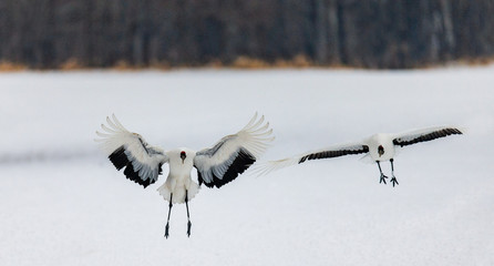 Japanese Crane is lending on the snow. Japan. Hokkaido. Tsurui.  