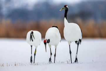 Japanese Cranes are walking in the snow. Japan. Hokkaido. Tsurui.