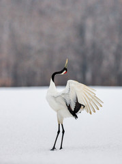 Japanese crane performs its mating dance alone. Japan. Hokkaido. Tsurui. © gudkovandrey