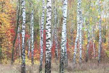 Foto op Plexiglas beautiful scene with birches in yellow autumn birch forest in october among other birches in birch grove © yarbeer