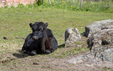 Fototapeta premium Black calf In a clearing near the stone