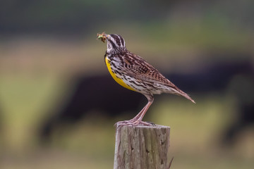 Eastern Meadow Lark