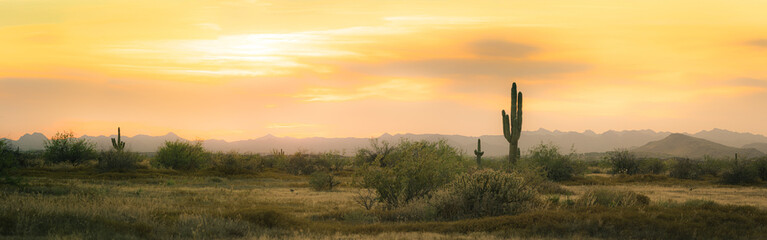 A desert sunset panorama with a saguaro cactus silhouetted against the evening sky in the Sonoran Desert of Arizona.