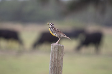 Eastern Meadow Lark