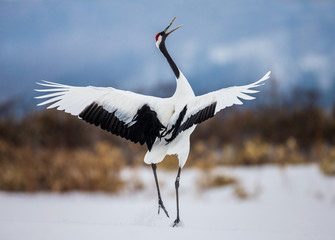 Japanese crane performs mating dance in the snow. Jumps high. Japan. Hokkaido. Tsurui.