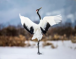 Fotobehang Kraanvogels Japanese crane performs mating dance in the snow. Jumps high. Japan. Hokkaido. Tsurui.  © gudkovandrey