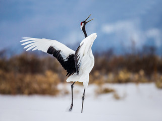 Japanese crane performs mating dance in the snow. Jumps high. Japan. Hokkaido. Tsurui. © gudkovandrey